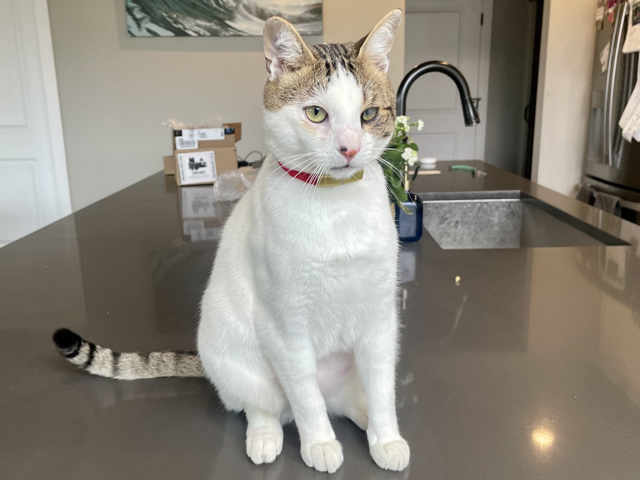 Catlog Smart Cat Collar