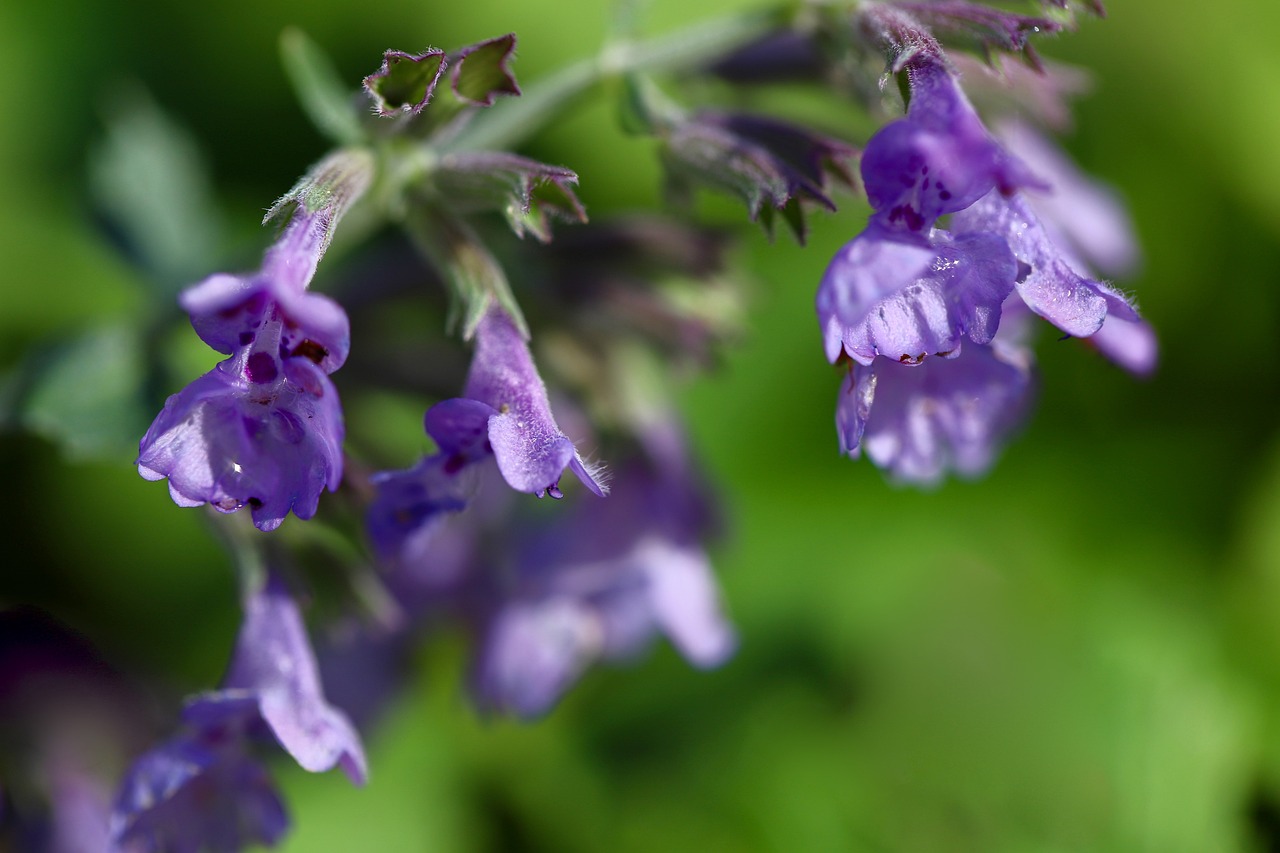 catnip
