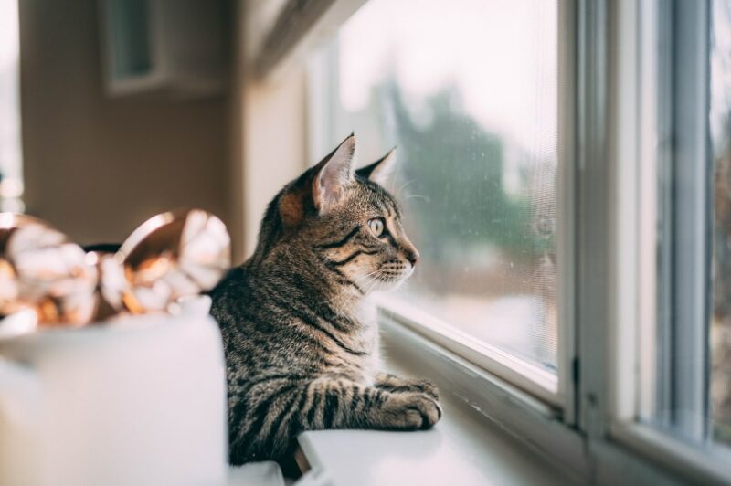 Gray cat looking out the window